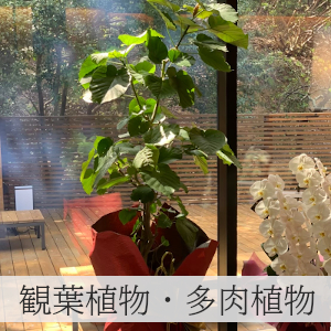 グリーン・観葉植物