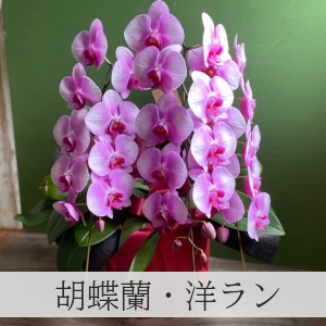 胡蝶蘭